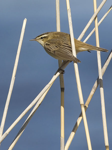 Ruokokerttunen, Sedge Warbler, Acrocephalus schoenobaenus